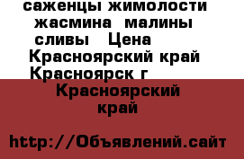 саженцы жимолости, жасмина, малины, сливы › Цена ­ 250 - Красноярский край, Красноярск г.  »    . Красноярский край